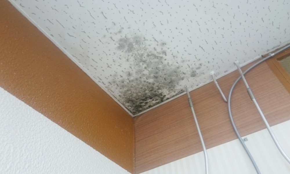 工場や倉庫、店舗などの建物で発生した雨漏りにより天井に生えたカビのイメージ