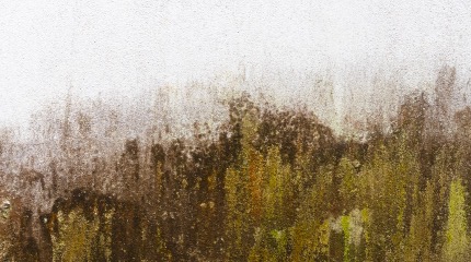 防藻
